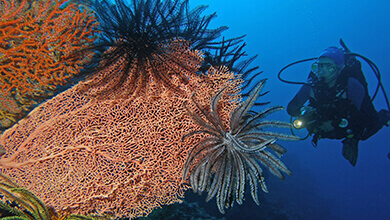 Borneo indonesiano