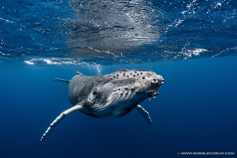 squalo balena