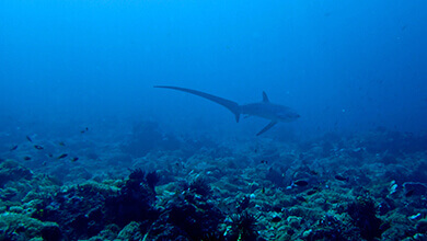 Alami Alor Thresher Shark