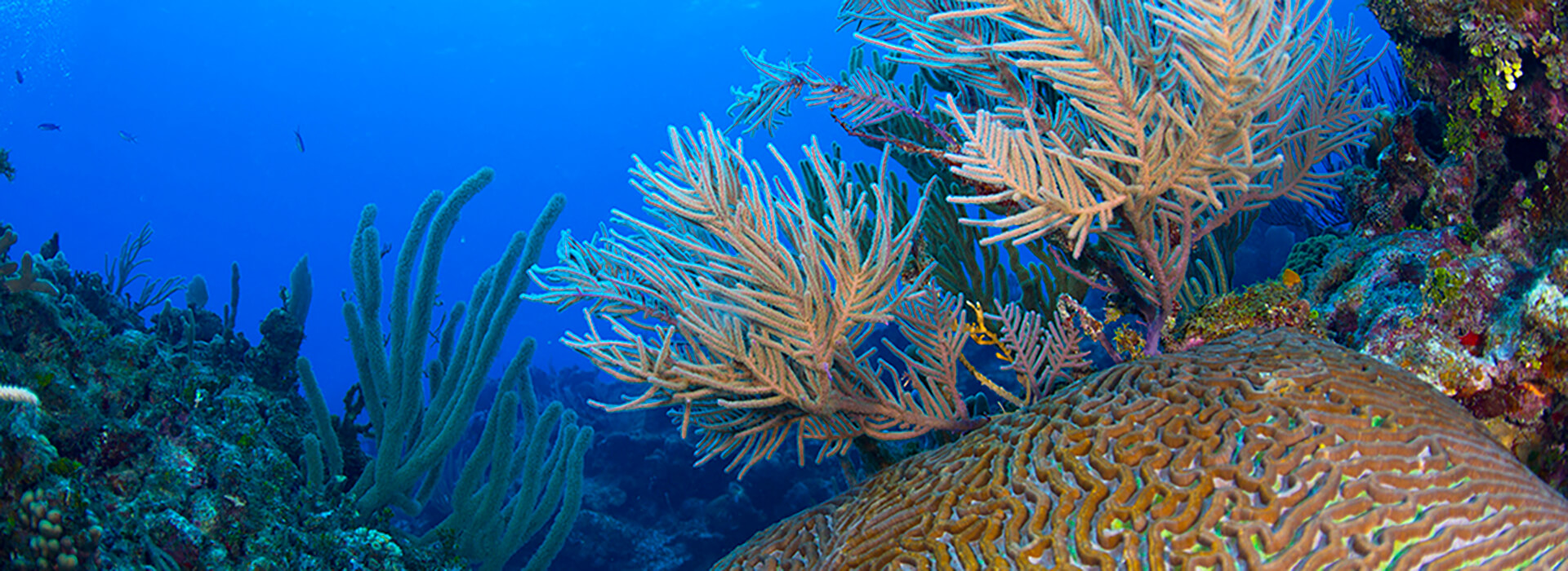 Turks Caicos