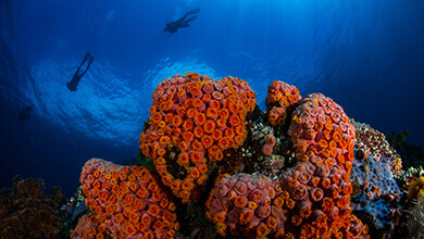 Lembeh Coral Reefs