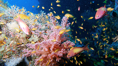 Borneo Soft Corals