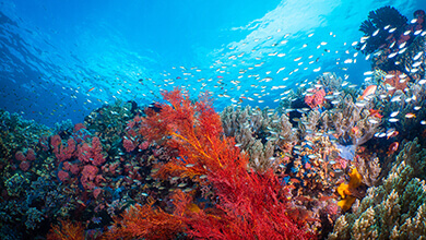 Sumits To Seas Reef 20 Bangka