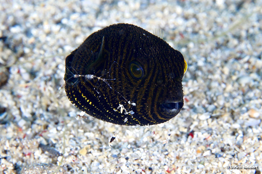 Parco Marino di Bunaken