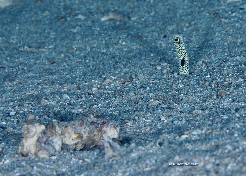 Parco Marino di Bunaken