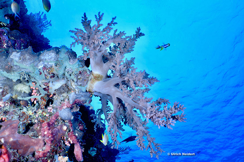 Parco Marino di Bunaken