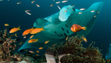 Maldive