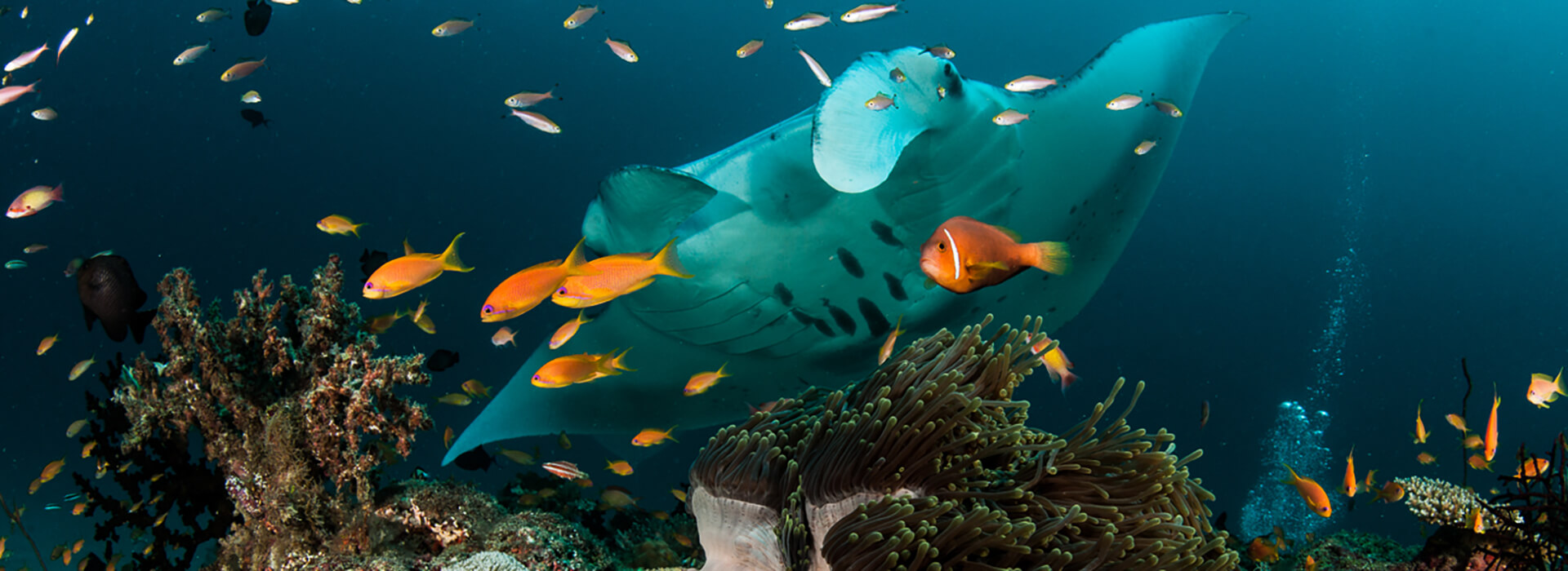Maldive