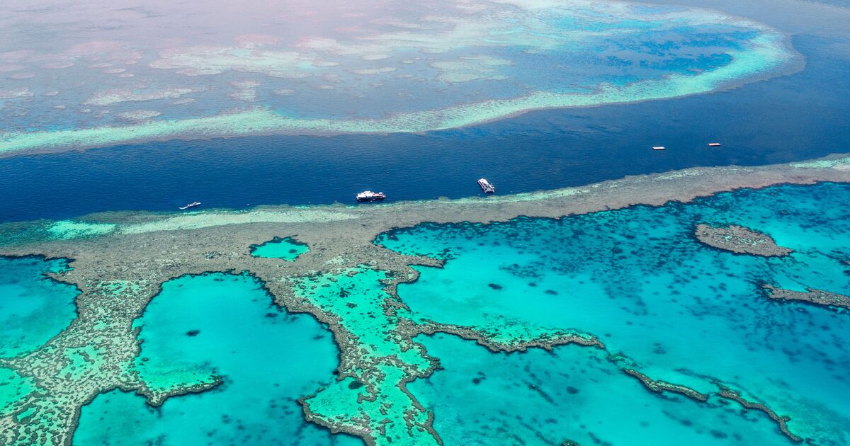 Australia Immersioni