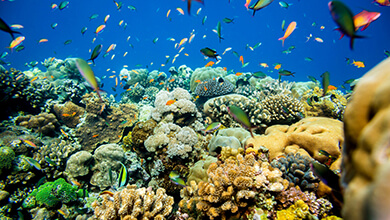Tanzania Coral Manta Resort